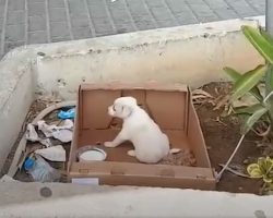 Little Pup Was Abandoned In A Box Right Outside Of A Supermarket
