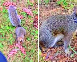 Helpless Mama Squirrel Desperately Seeks Help From Woman For Her Injured Baby