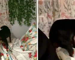 Senior Rescue Dog Won’t Accept Help And Chooses To Tuck Herself In Every Night
