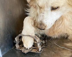 Lost Pup Gets His Foot Caught In Illegal Trap While Trying To Find His Family