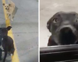 Two Stray Dogs In Parking Lot Wag Their Tails At Everyone In The Hopes Of Being Adopted