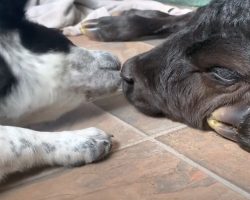 Selfless Puppy Helps Dying Calf Who Was Born Out In The Freezing Cold