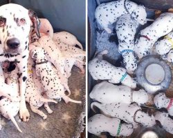 Vet Says Dalmatian Will Have 3 Puppies, Instead She Gives Birth To 18