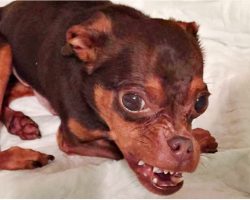Deformed Dog Gets Ignored Because Adopters Think He’s Hideous