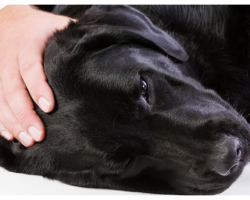 10 Warning Signs That Your Pet Needs Medical Help Right Away