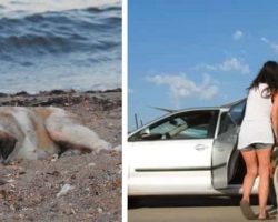 Woman rescues a lonely stray dog she found on the beach