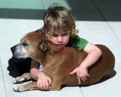 A Dog’s Purpose According To A 6 Year Old