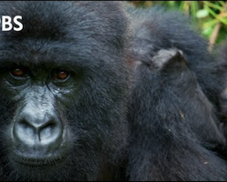 This Gorilla Deserves… The ‘Best Dad’ Award