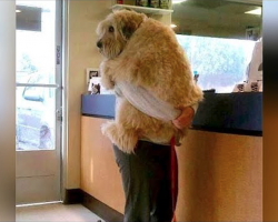 ANIMALS GO TO THE VET: Funniest REACTIONS – You’ll LAUGH ALL DAY LONG
