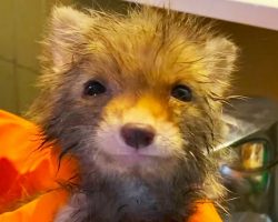 Flea-Infested Orphan Baby Fox Became Completely Attached To Human After Rescue