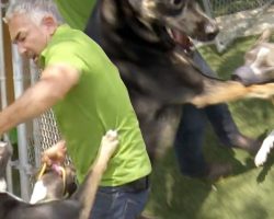 Cesar Millan Breaks Up A Dangerous Pit bull and German Shepherd Dog Fight