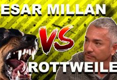 Cesar Millan: How To Use The “Redirection Method” To Calm An Overprotective Rottweiler