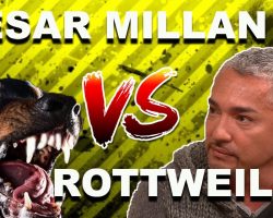 Cesar Millan: How To Use The “Redirection Method” To Calm An Overprotective Rottweiler