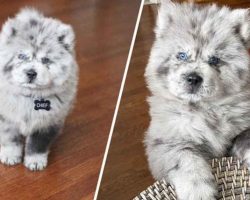 Chow Puppy Nicknamed “Oreo Cloud” Looks Like an Oreo McFlurry