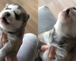 Cute Puppies Howl For The First Time Compilation