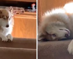 Dog Protests When Her Owner Tries Leaving For Work Every Day