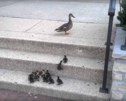 Mother Duck Looks On While 12 Of Her Ducklings Try To Overcome A Huge Obstacle, The Stairs