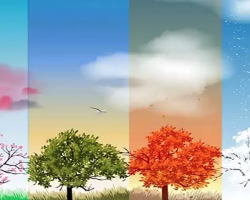 Four Seasons of a Tree