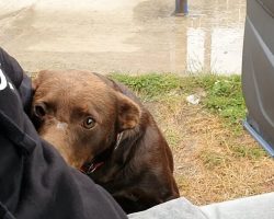 Friendly Stray Dog Waits Every Day In The Same Place For Someone To Save Him