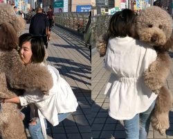 Gigantic Fluffy Poodle Dogs Love Being Carried Everywhere