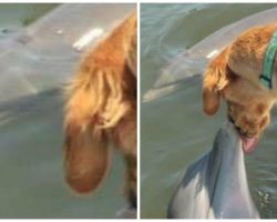 Dolphin & Golden Retriever Are A Modern Day Version Of Romeo & Juliet