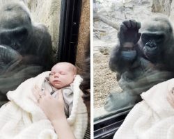 Gorilla Sees Newborn And Bonds With The New Mother Over Her Baby