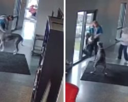Man Breaks In And Pets Dog, Great Dane Changes His Tune When Mom Yells At Intruder