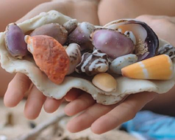 Happiness With Seashells