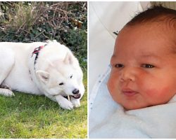 Husky Saves Newborn Baby Abandoned In Park, Police Searching For Baby’s Mother