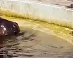 Duckling Falls Into Water & Can’t Get Back To Mom, Tourists Watch In Horror As Hippo Races Towards It