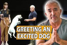 How To Calm An Excited Dog (First Meeting) – Live Dog Demo!