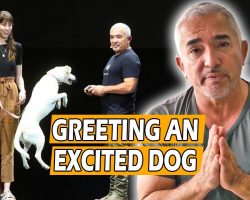 How To Calm An Excited Dog (First Meeting) – Live Dog Demo!
