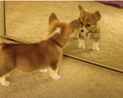 It’s Mocha’s First Time In Front of a Mirror, and We’re Swooning