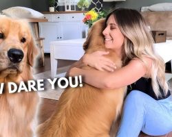 Jealous Dog Hilariously Reacts To His Favorite Human Hugging Another Dog