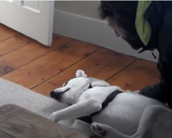 Lazy Husky Says “No” To His Kennel