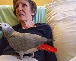 Dying Woman Tells Her Parrot Of 25 Years “I Love You” For Last Time And The Bird’s Reaction Has Everyone In Tears