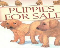 Puppies For Sale