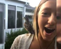 Rescued Baby Robin Never Forgets His Human Mom
