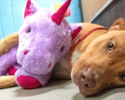 Stray Who Kept Stealing A Purple Unicorn From The Store Gets Himself His Forever Home