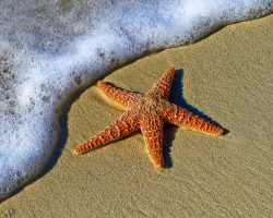 The Boy And The Starfish