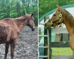 Starving Horse Becomes So Gorgeous And HAPPY