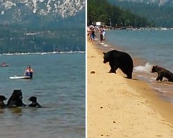 Sunbathers Shocked When Momma Bear Take Her Cubs For a Dip In Lake Tahoe