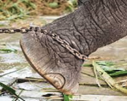 The Elephant Rope