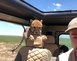 Tourist Turns Into Statue as Cheetah Invades Safari Vehicle