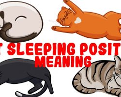 What Your Cat’s Sleeping Position Reveals About Their Health and Personality