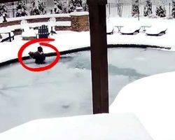 Woman Jumps into Frozen Swimming Pool to Rescue Her Dog