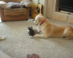 You’re Gonna Love This Golden Retriever’s New Friend