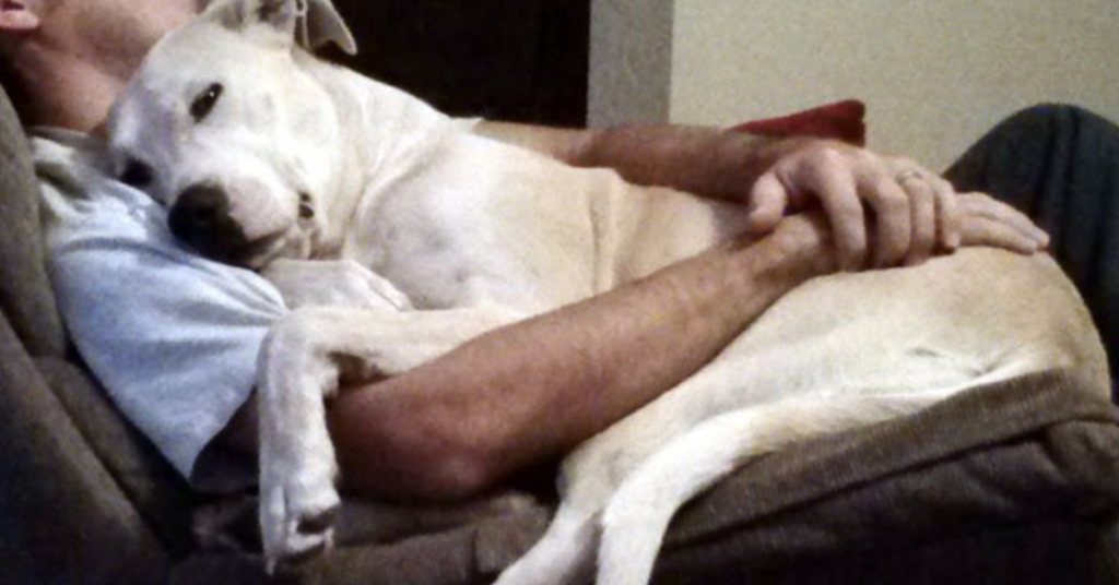 10 Snuggliest Dog Breeds Ever