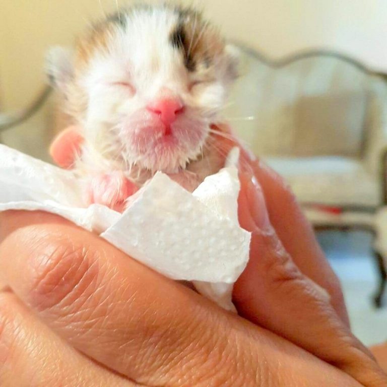 Woman Finds Tiny Kitty Dying In A Dumpster, Then Discovers The