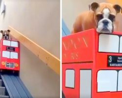 Dog With Arthritis Has Hard Time On Stairs, So Mom Builds Her The Cutest Ride
